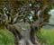A 3D Tree_FINAL_small.jpg